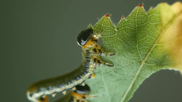 Box tree caterpillars eating a leaf alt
