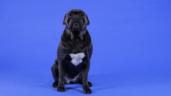 Frontal Portrait of Cane Corso Sitting in Full Length in Studio Against a Blue Background alt