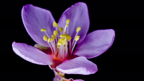 Purple Flower Of Almond Blossom Timelapse alt