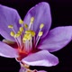 Purple Flower Of Almond Blossom Timelapse - VideoHive Item for Sale