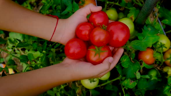 A Child Harvests Tomatoes in the Garden alt