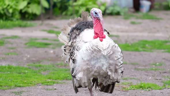 White Turkey on a Farm Walking Around the Yard alt