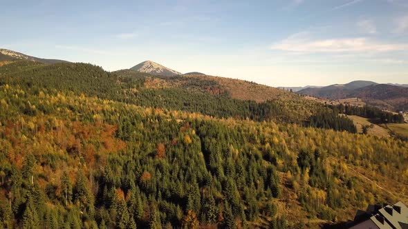 Aerial view of autumn mountain landscape with evergreen pine trees and yellow fall forest alt