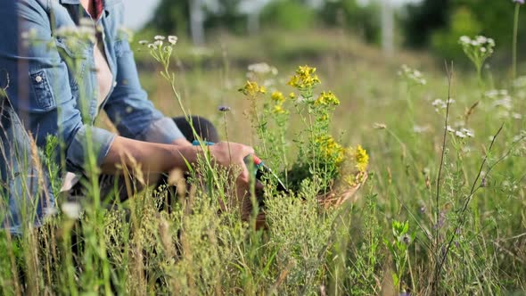 Womans Hands Picking Flowering St alt
