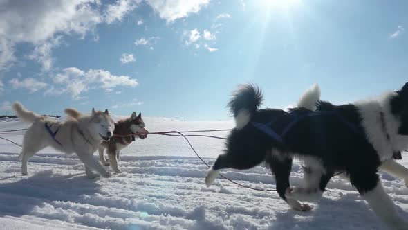 Dogs Harnessed By Dogs Breed Husky Pull Sled with People Slow Motion Video Loop alt