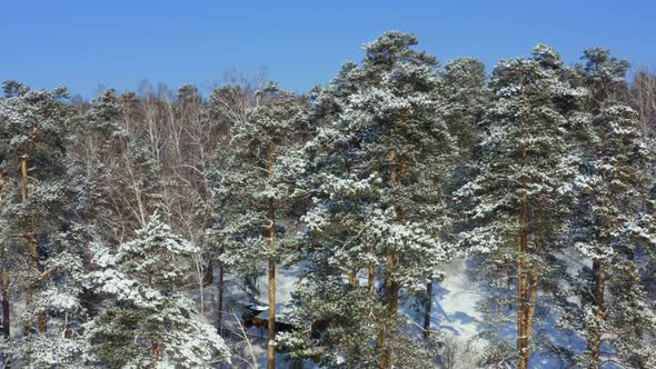 Siberian forest. Pine trees in the snow. alt
