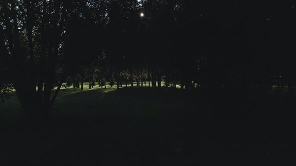 Backlit flight in the park among the trees. Aerial photography.