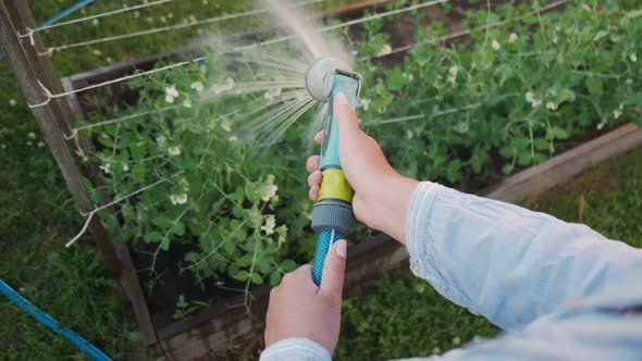Woman Gardener Watering Hose the Garden in Backyard Firstperson Experience alt