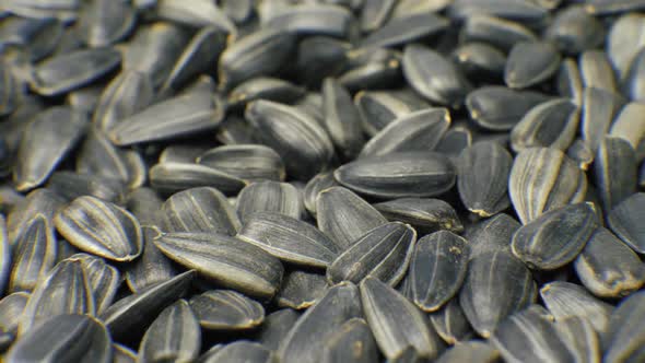 Black Sunflower Seeds Rotation