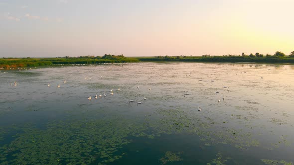 Beautiful Lake with Swans Swimming and Visible Vegetation on Surface in Early Twilight alt