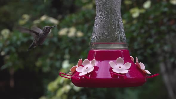 Ana's hummingbird in slow motion alt