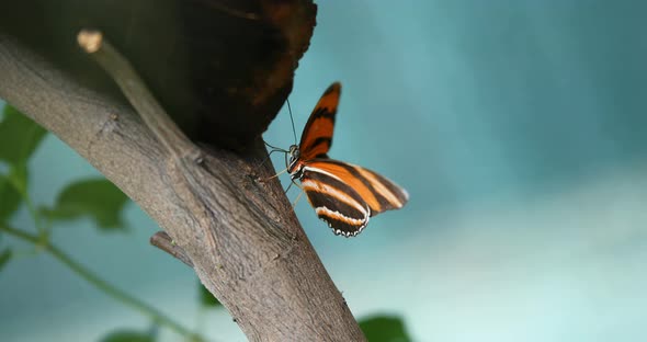 Picture of Beautiful Colorful Butterfly on Tree