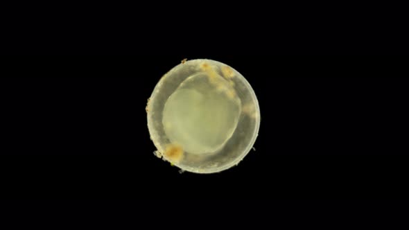 Fish Caviar Under the Microscope alt