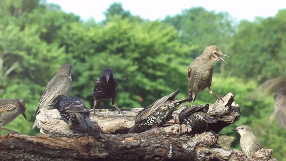 Common starlings squabbling at a feeding station with trees in background alt
