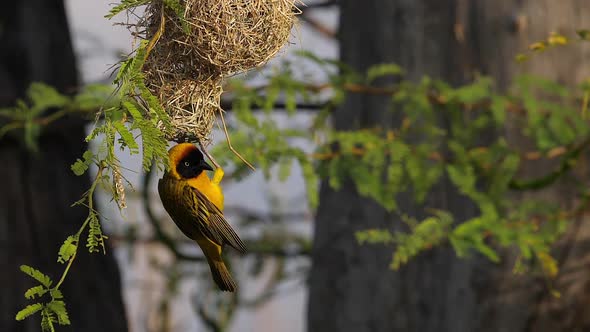 Lesser Masked Weaver, ploceus intermedius, Male standing on Nest, in flight, Flapping wings alt