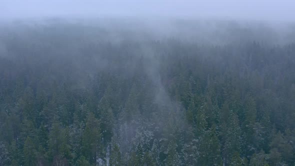 Winter Forest Drone 4K alt