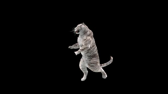 White Tiger Dancing HD alt