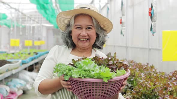 elderly women farming Grow organic lettuce in a small greenhouse. alt