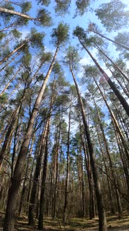 Vertical Video of the Forest Landscape Slow Motion alt