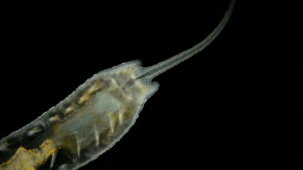 Worm of the Family Naididae Under a Microscope alt