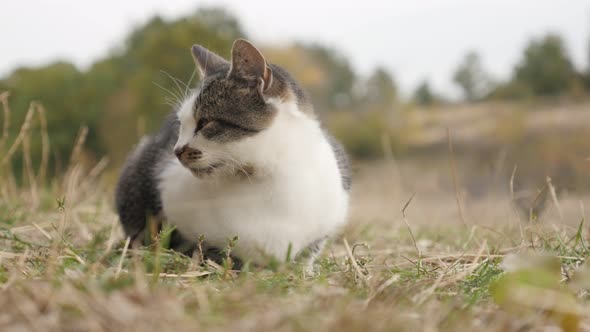 Felis catus animal resting outdoor in the field  4K 3840X2160 30fps UHD footage -  Domestic gray and alt
