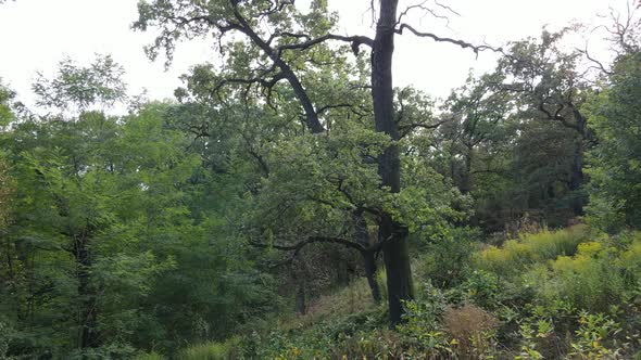 Aerial View of Green Forest in Summer. Ukraine alt