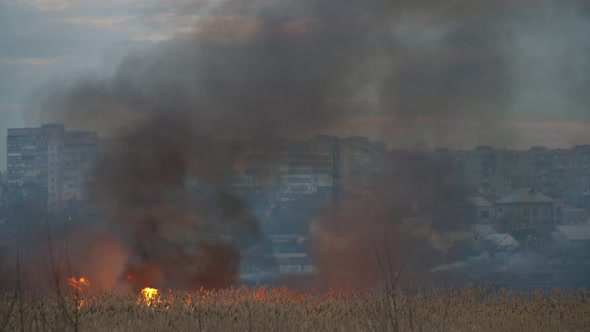 Glowing Marsh with Forks of a Blaze on the Dnipro Bank in the Evening in Spring 