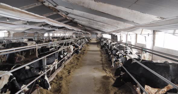 Dairy Farm With Milking Cows Eating Hay In Barn. Industrial Modern Breeding Cattle alt