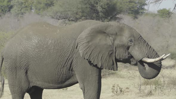 Thirsty African Elephant