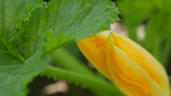 Yellow Flower of Blossoming Vegetable Marrow Growing in Country Garden