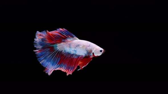 Multi color Siamese fighting fish alt
