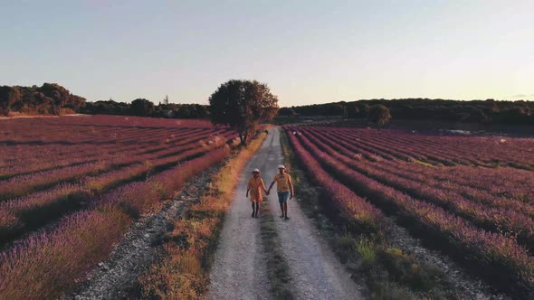 Blooming Heather Field in the Netherlands Near Hilversum Veluwe Zuiderheide Blooming Pink Purple alt