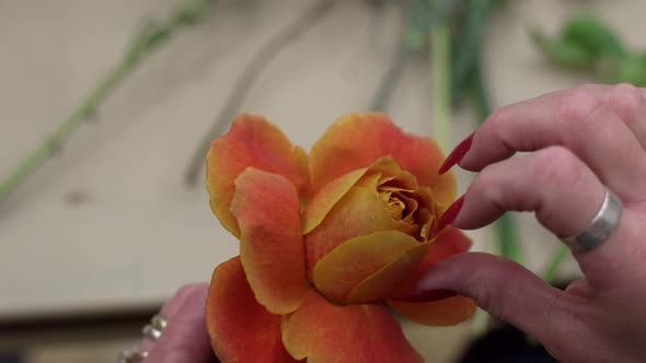 A florist adjusts the petals of a rose to make it look more full and larger alt