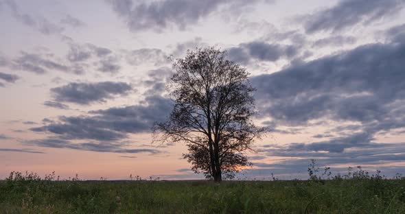 Hyperlapse Around a Lonely Tree in a Field During Sunset, Beautiful Time Lapse, Autumn Landscape alt