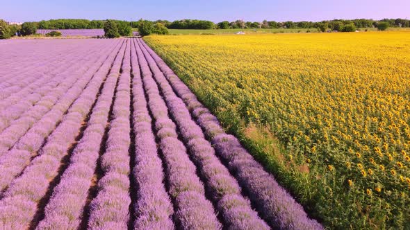 Aerial View of Sunflowers with Lavender Fields at Sunset alt
