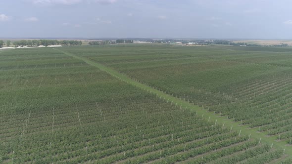 Aerial view of a currant plantations alt