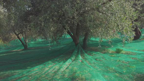 Olive Trees Rural Farming alt