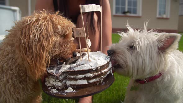 Romantic Couple of Dogs Eating Birthday Cake  "Happy Birthday" Wrtten on the Cake alt