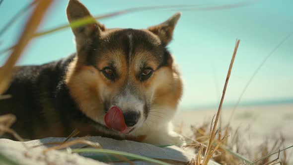 Outdoors Portrait of Happy Attractive Mixed Race Woman Enjoying Sunset on Wild Sea Sand Beach with alt