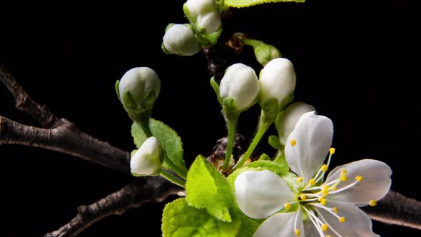 Flowering Branches on a Black Background alt