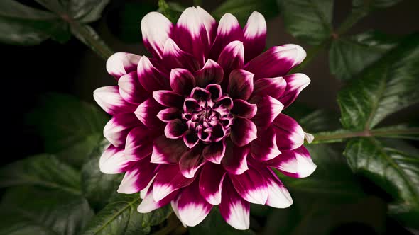 Time Lapse Blooming Flower Dahlia alt
