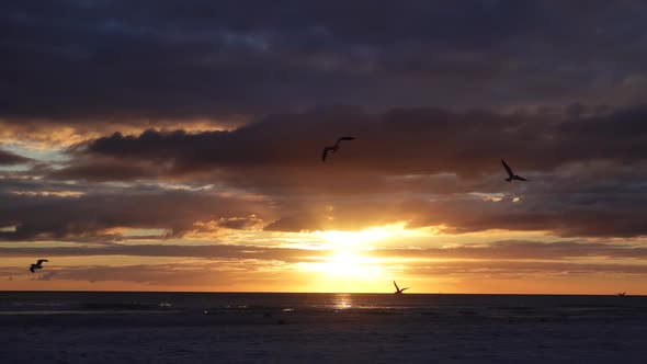 A Dramatic Sunset Over a Beach with Birds Flying in Slow Motion 120Fps