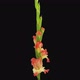 Time-lapse of opening gladiolus Ambassador flower - VideoHive Item for Sale