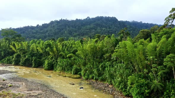 Natural patches of bamboo, locally called waduwa, in the Amazon of Ecuador
