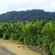 Natural patches of bamboo, locally called waduwa, in the Amazon of Ecuador - VideoHive Item for Sale