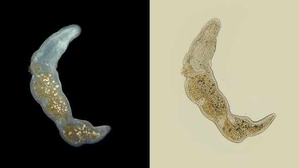 Worm Microstomum Sp. Under the Microscope, Microstomidae Family, Macrostomida Order, Turbellaria alt