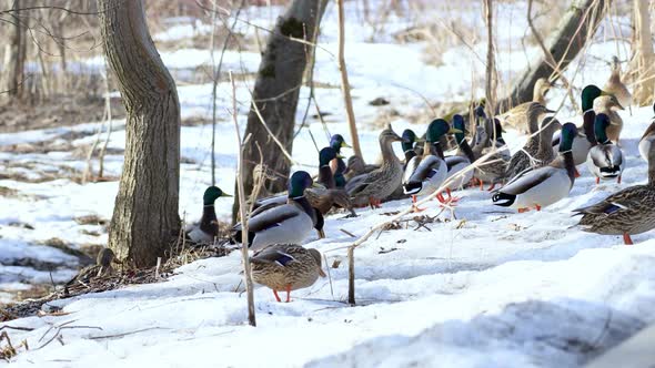 Wild ducks and drakes eat. A flock of ducks in early spring.