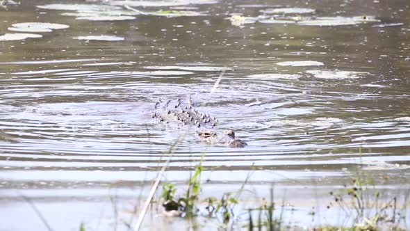 Footage of a nile Crocodile slowly swimming in a natural lake in a nature reserve in south africa alt