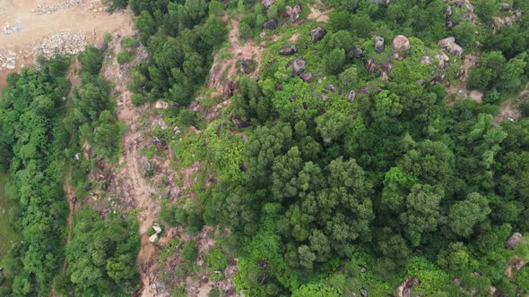 Deforestation of green tree in aerial view. alt