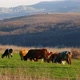 Cows Grazing Outdoors - VideoHive Item for Sale